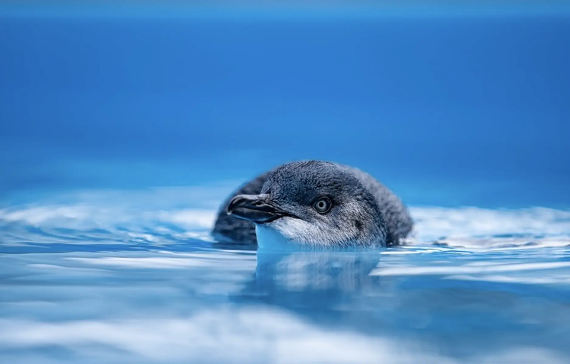 Australian Wildlife on Phillip Island