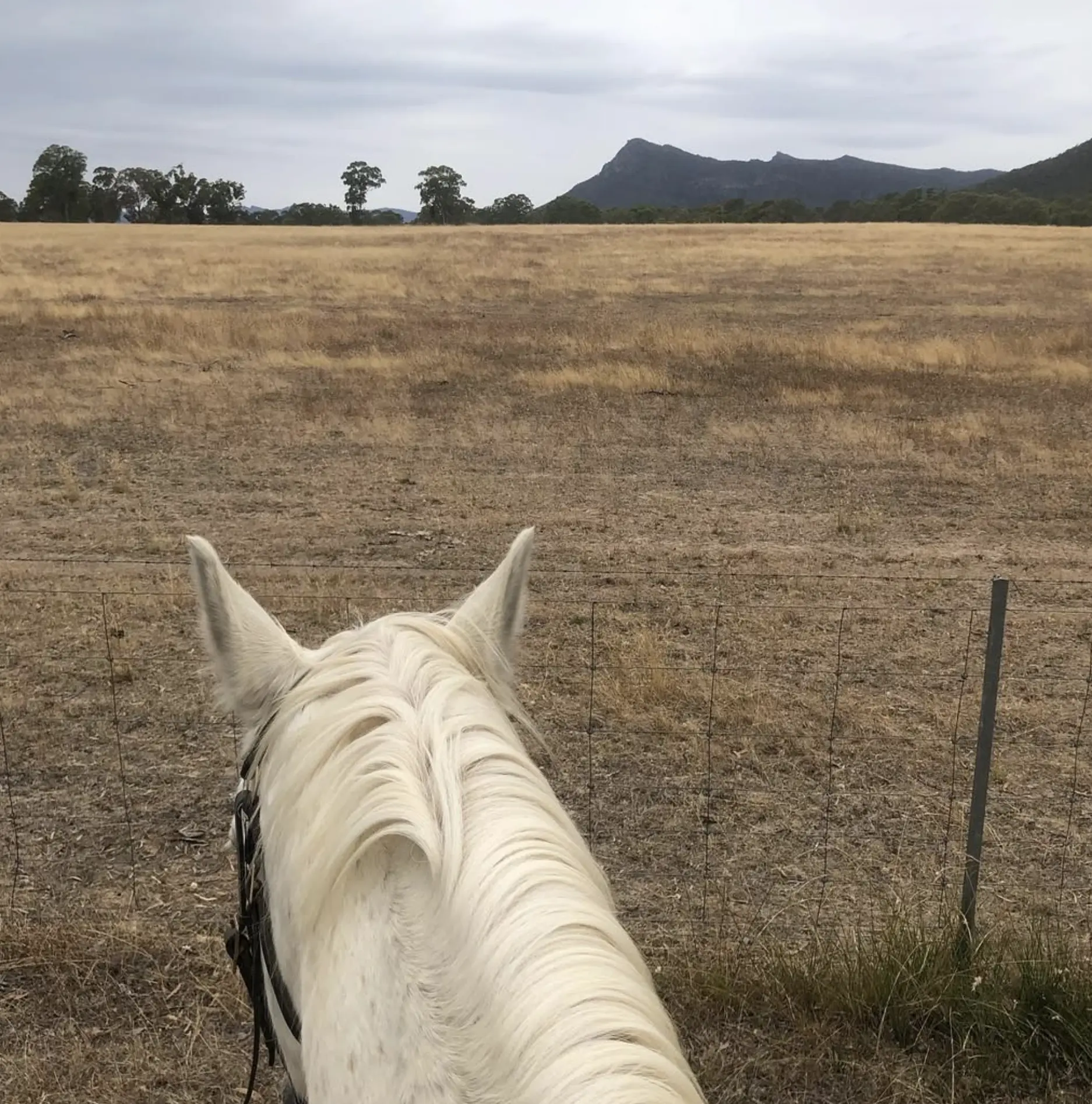 Horse Riding Trails in the Grampians