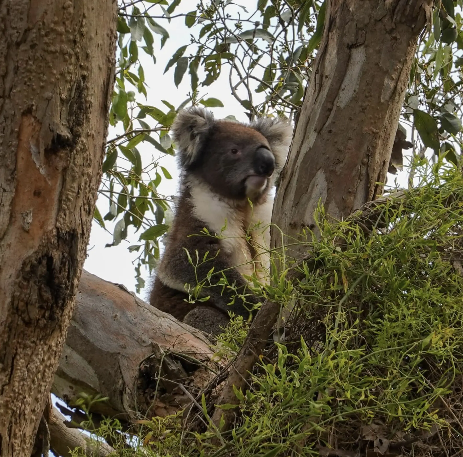 Koala Conservation Centre