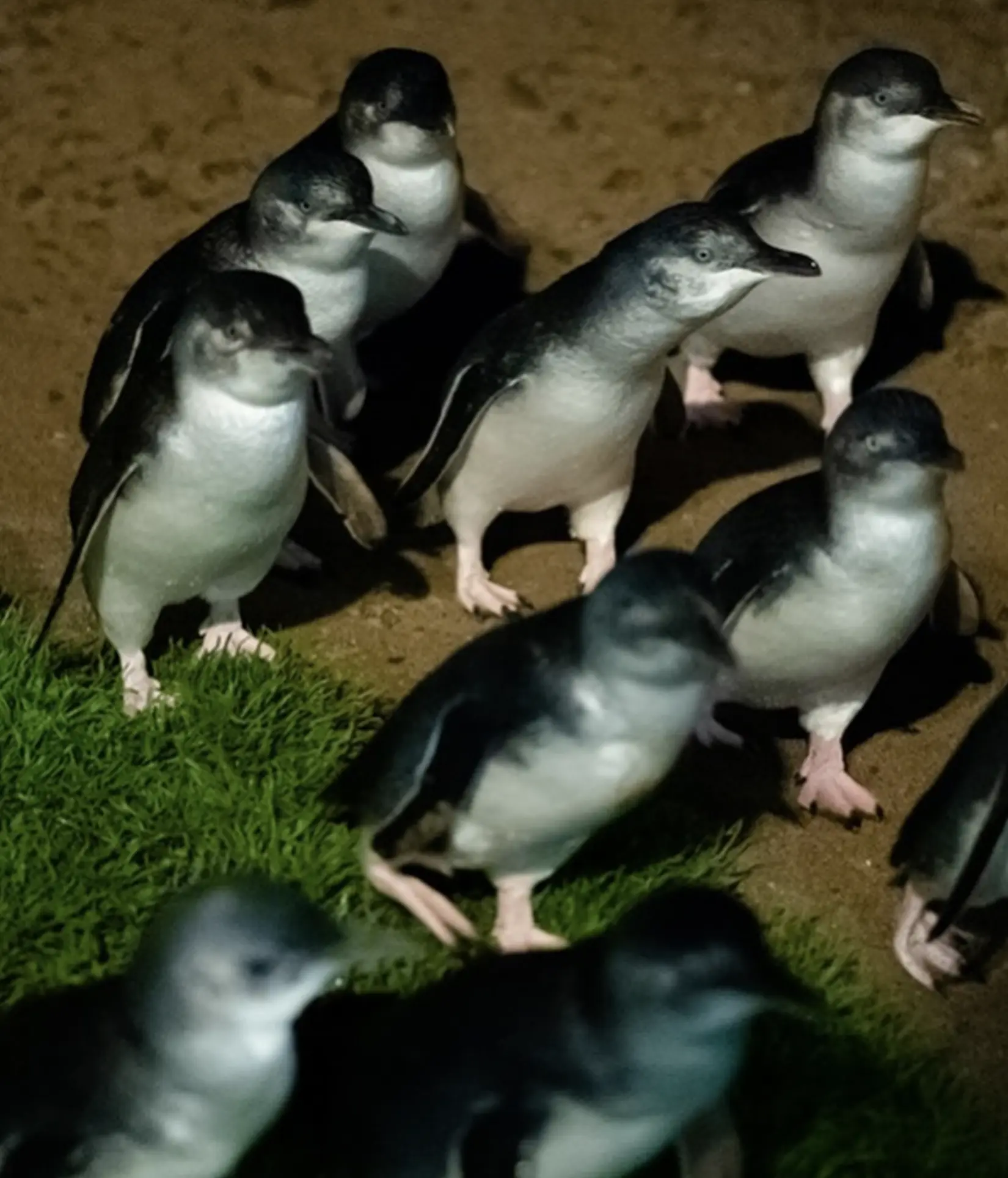 Penguin Parade Phillip Island