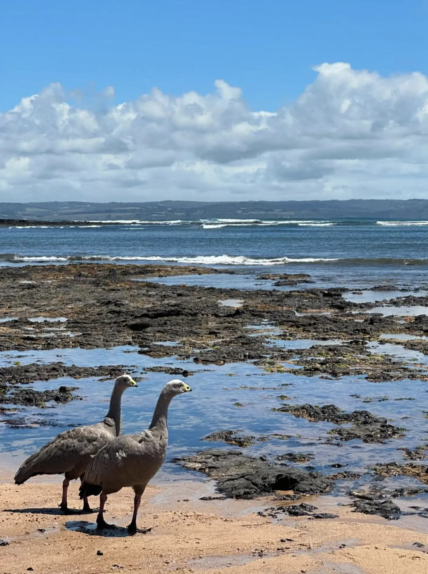 Phillip Island Wildlife Wander Trail