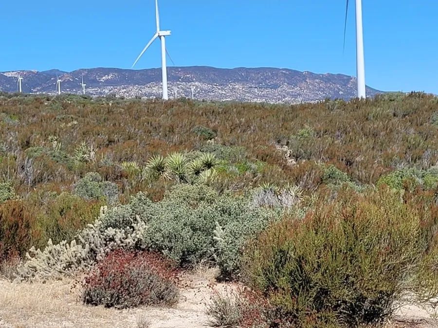 Renewable Energy Australia questions