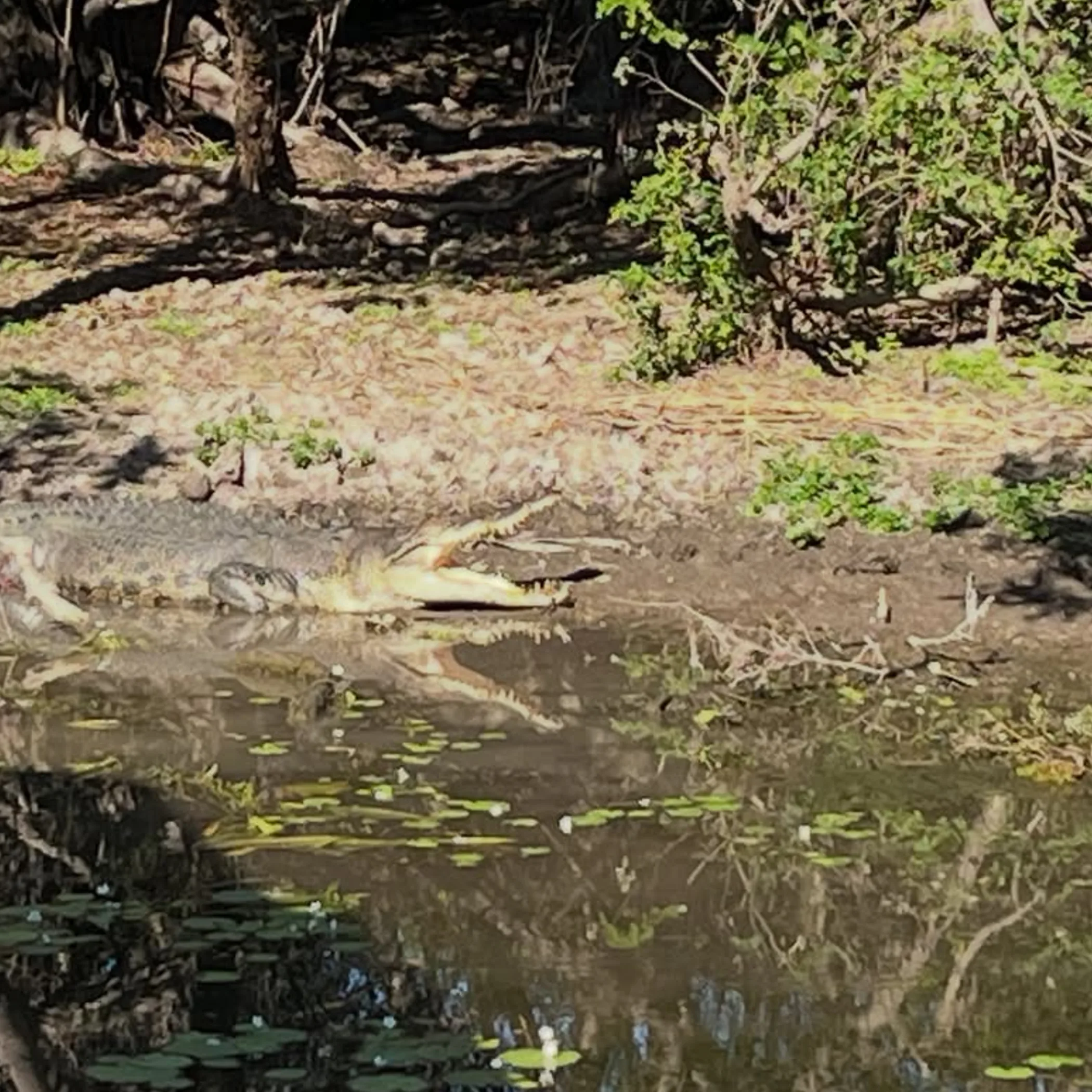 crocodile in yellow water wetlands