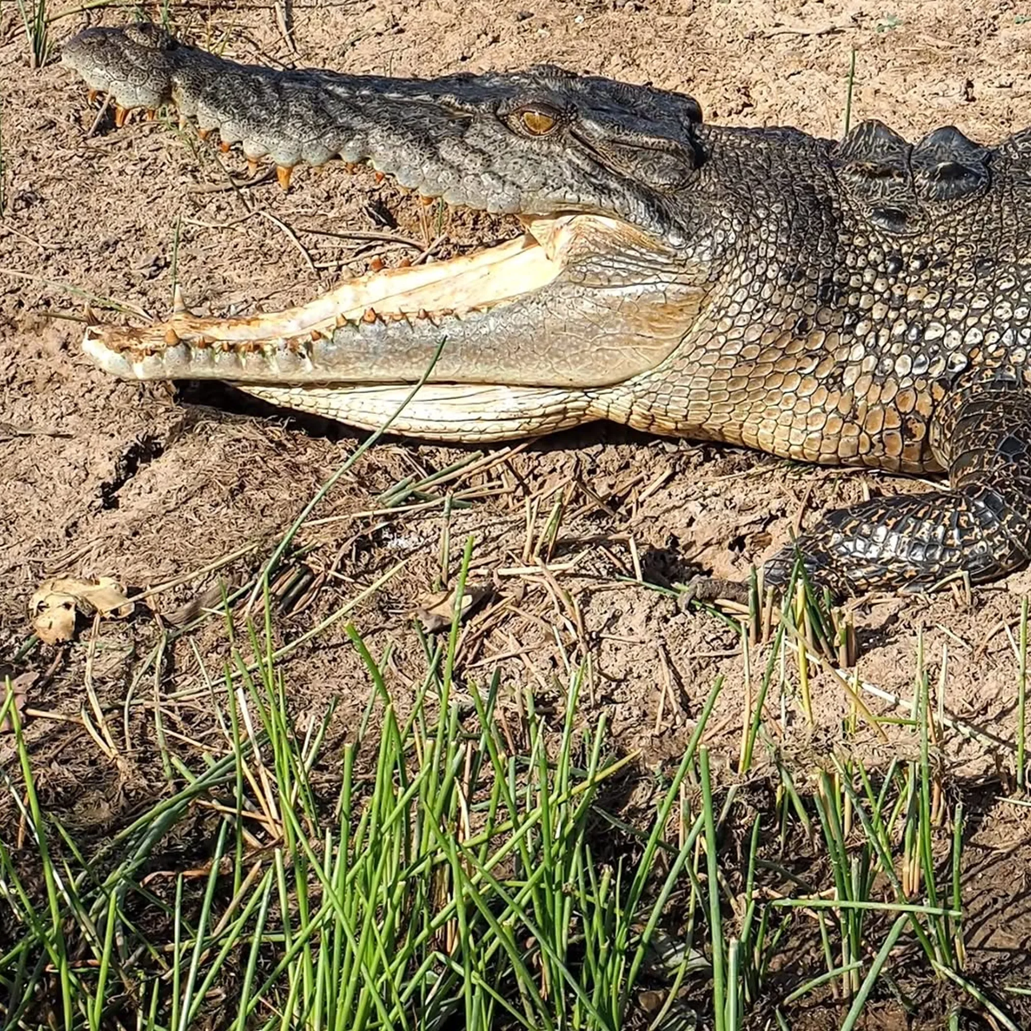 close-up of a crocodile in water
